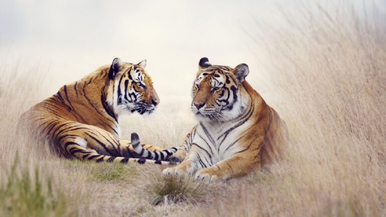 Tigris